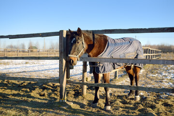 Horse in a blanket on the paddock of an equestrian club or a coral livestock farm on winter day.