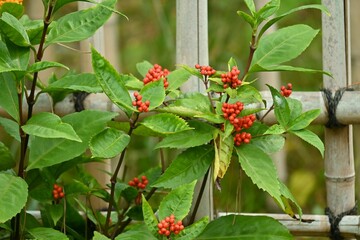 Japanese sarcandra berries. Chloranthaceae evergreen shrub. It grows in partial shade and the berries ripen red from November to January. There are also yellow berry varieties.