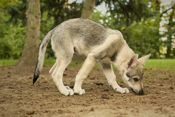 Naklejka na ściany i meble Male puppy of czechoslovak wolfdog enjoying outdoor games