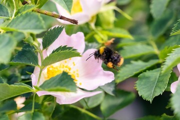 Close up of a Buff-tailed bumblebee (Bombus terrestris) flying in a Dog-rose flower garden