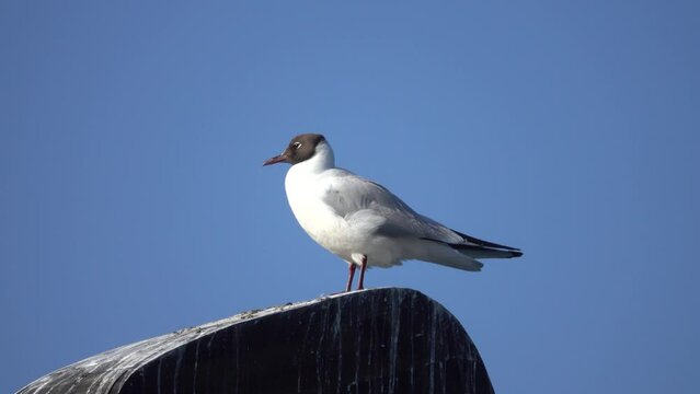 The black-headed gull (Larus ridibundus) lives on the eastern border of its range. A bird in mating plumage. Kamchatka