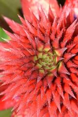 Fototapeta premium young pineapple fruit which will become fresh fruit