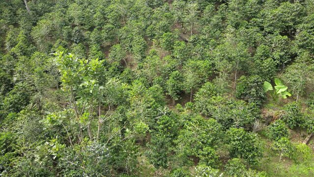 Coffee farm