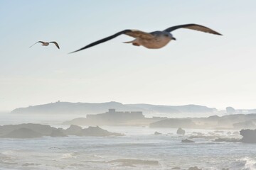 Gaviotas en Essaouira pueblo pesquero
