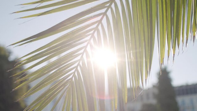 Sun rays pass through palm tree leaves. Beautiful footage of palm tree with lens flares 