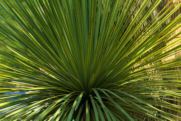 Beautiful palm tree with green leaves outdoors, closeup