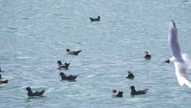 Oceanium. Northern fulmars (Fulmarus glacialis, dark phase), kittiwakes (Rissa tridactyla), slaty-backed gull (Larus schistisagus) in place of Pacific capelin (Mallotus villosus) spawning. Kamchatka