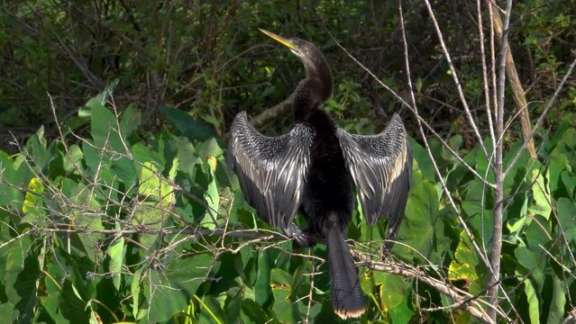 Anhings Drying its Wings