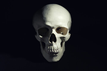 White human skull with teeth on black background
