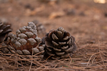 Photo with pine cone on the ground strewn with fir needles. Forest landscape. Concept of coziness and collecting cones for handmade Christmas crafts for children. Preparing gifts for the New Year