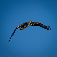 Juvenile Eagle in flight