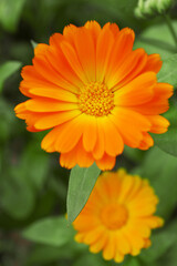 Beautiful blooming calendula flowers growing outdoors, closeup