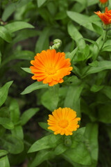 Beautiful colorful calendula flowers growing in garden