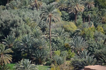 Fototapeta na wymiar cactus in the desert