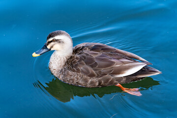 池の中を泳ぐ1匹のカモのクローズアップ写真