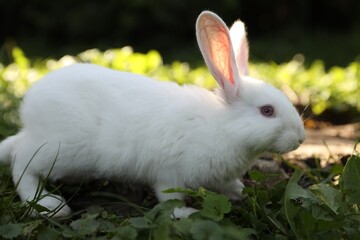 Cute white rabbit near tree stump on green grass outdoors