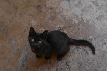 Cute stray cat sitting on stone surface outdoors, above view