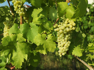 Bunches of fresh grapes growing in vineyard on sunny day