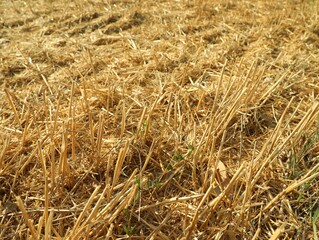 Mowed agriculture field outdoors on sunny day. Agricultural industry