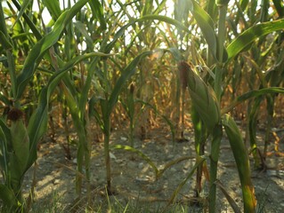 Beautiful view of corn growing in field on sunny day