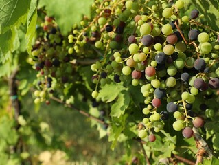 Bunches of fresh grapes growing in vineyard on sunny day