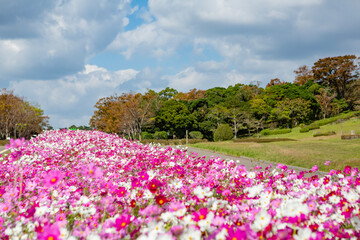 コスモス畑　吉野公園	