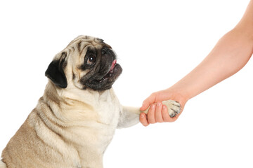 Woman holding dog's paw on white background, closeup