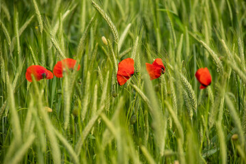 Five red poppy flowers (Papaver rhoeas) growing amidst a field of green barley in spring