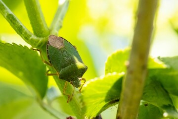 Close up of a Green shield bug (Palomena prasina) crawling on a tree branch on natural background