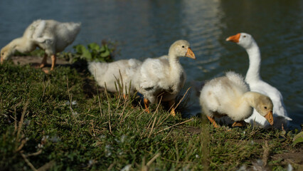 Birds on farm. Details of geese life.