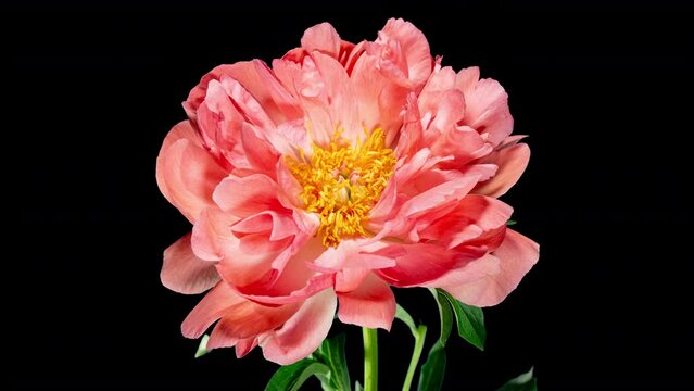 Pink Peony Open Flower in Time Lapse on a Black Background. Vedding Concept. Plant Paeonia Coral Supreme Changing Petals Color from Pink to White While Blooming and Wilting in Timelapse