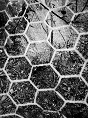 Hexagon Fence