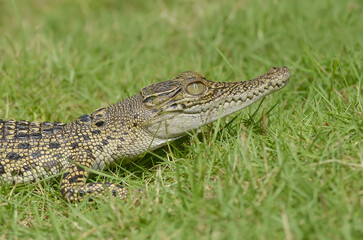 A crocodile is in the green grass