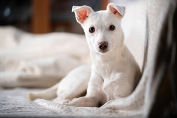 Biały, krótkowłosy pies leży na kanapie - obrazy, fototapety, plakaty