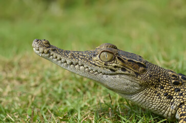 A crocodile is in the green grass