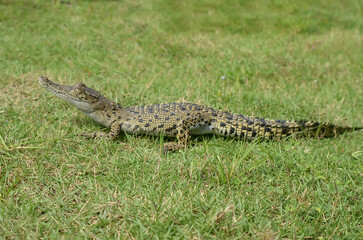 A crocodile is in the green grass