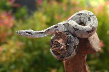 Short-tailed Boa Snake wrapped around a tree branch with natural flower background