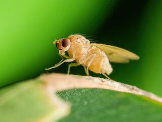 Tropical Fruit Fly Drosophila Diptera Parasite Insect Pest on Vegetable Leaf Macro