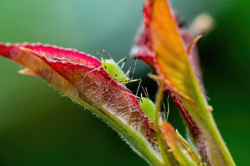 Aphid Colony Close-up. Greenfly or Green Aphid Garden Parasite Insect Pest Macro on Green Background