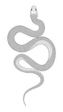 Line drawing illustration of a Snake. 