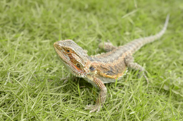 Bearded Dragon Lizard ( Bearded Dragon ) in natural green grass