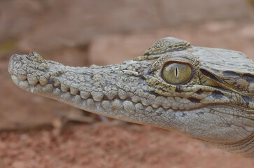 A crocodile is in the green grass