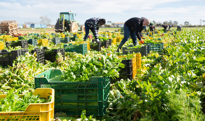 Image of crates with harvest of fresh celery in garden, gardeners on background