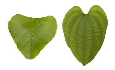 Stemona collinsiae  and Stemona collinsiae  leaf on transparent background.