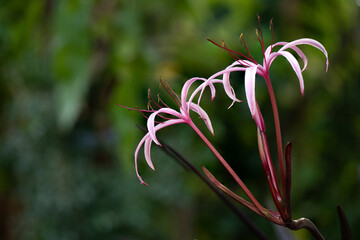 Giant lily flowers on nature background.