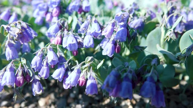 Sea lungwort (oyster leaf, Mertensia maritima czukotica) on the slag fields of the Tolbachik volcano. Kamchatka