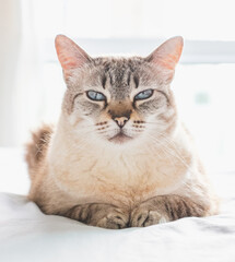 Fototapeta premium Gato 
