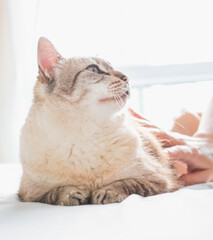 Gato