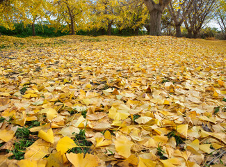 Ginkgo biloba tree's fallen leaves for background