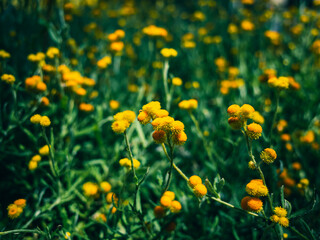 field of yellow flowers